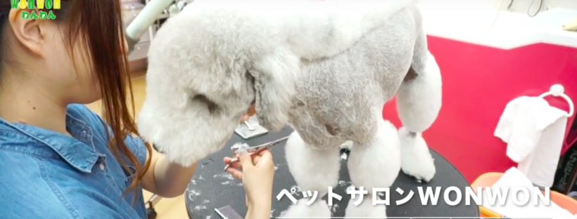 【マークくんのBEFORE,AFTER！】大阪 旭区 トリミング 犬 カット