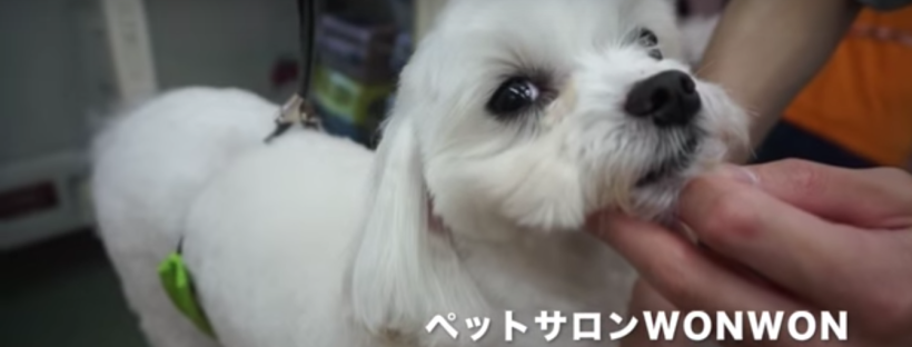 「シオンくんのびふぉーあふたー！」 　大阪 旭区 ペットサロン 犬 カット