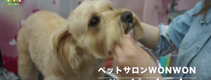 【ハッピーちゃんの美容の様子♪】大阪 旭区 ペットサロン 犬 カット