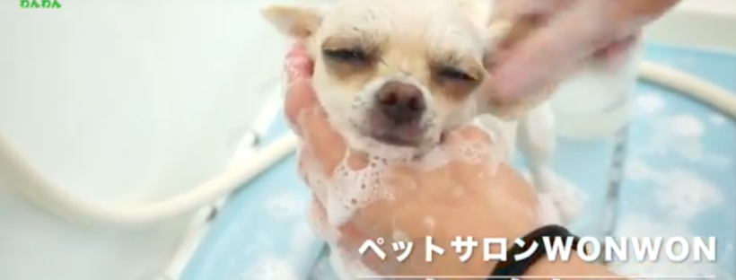 【クックちゃんはじめまして♡】大阪 旭区 犬 トリミング シャンプー サロン