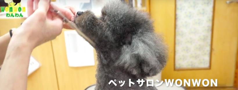 ヤマトくん【トイプードル】のBEFORE,AFTER!! 大阪 旭区 トリミング 犬 カット